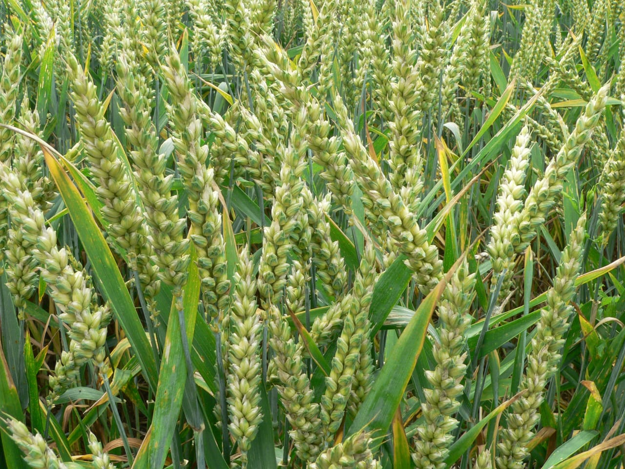 Food Security